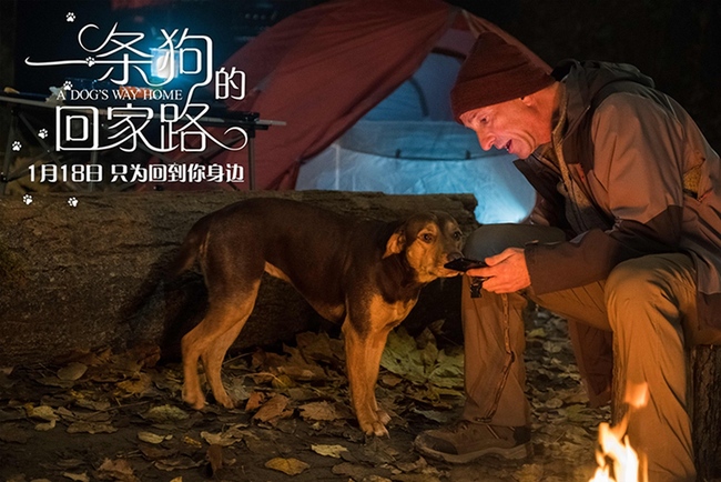 A poster for "A Dog's Way Home" is seen here. In the film, Bella the dog encounters a warm-hearted stranger. The film will be released in China on Jan 18.[Photo provided to China Plus]