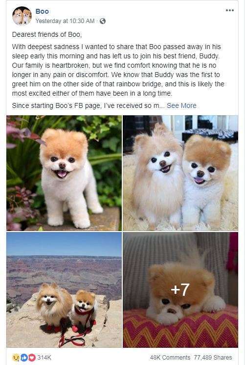 The world\'s cutest dog, Boo, dies at age 12 - China Plus