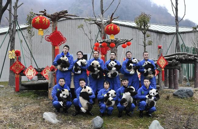 大熊猫“天团”给大家拜年啦！Panda cubs extend New Year greetings to the world