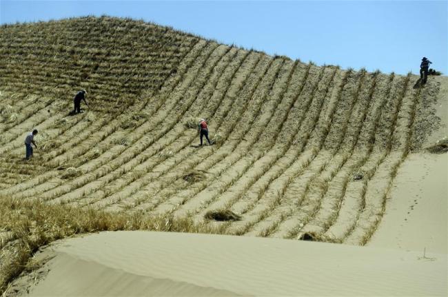 Photo taken on July 23, 2013 shows workers making straw checkerboard sand barriers in Lingwu City, northwest China's Ningxia Hui Autonomous Region. [Photo: Xinhua]