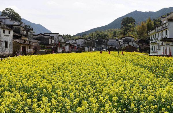 People view rapeseed flowers in Wuyuan, east China's Jiangxi Province, March 17, 2018. [Photo: Xinhua]
