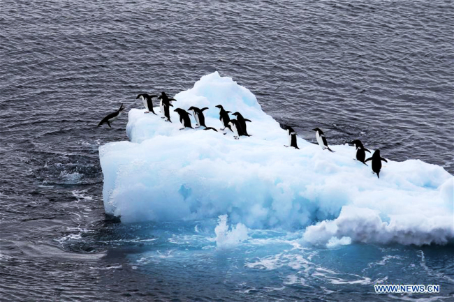 Photo taken on Feb. 15, 2019 shows penguins on an iceberg in Antarctica. [Photo: Xinhua/Liu Shiping]