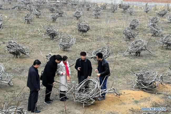Zhang Weiren (2nd R), owner of a 12-mu (0.8-hectare) peach orchard, introduces a chair-shaped peach tree to vistiors at Langbu Village of Dianbu Town in Laixi City, east China's Shandong Province.[ Photo: Xinhua/Li Ziheng]