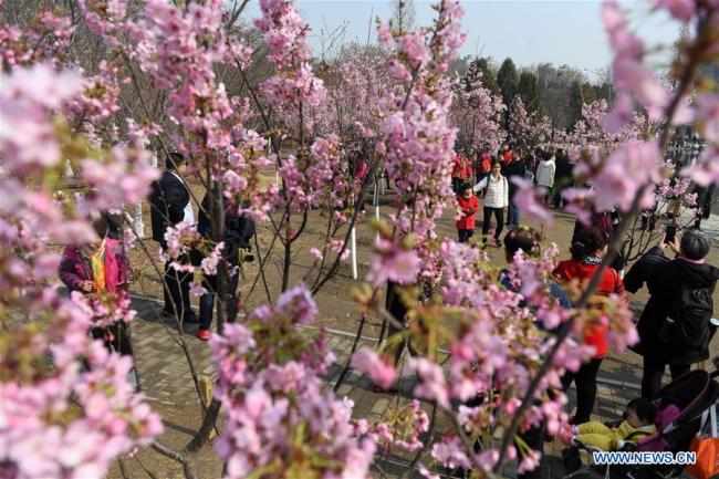 Visitors viewing the cherry blossoms at Yuyuantan Park in Beijing, March 18, 2019. The annual Cherry Blossom Cultural Festival began on Monday, with visitors able to see the cherry trees in full bloom due to the recent upswing in temperatures in the capital. [Photo: Xinhua]