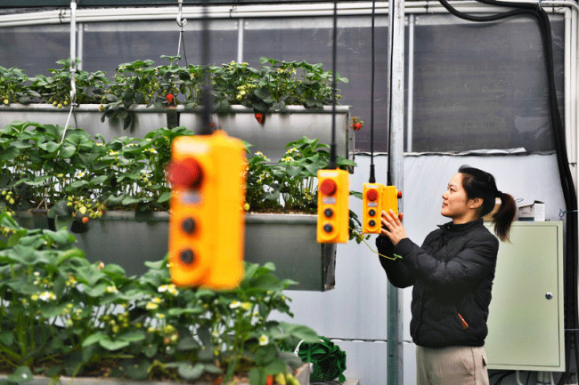 江苏无公害草莓受欢迎 Pesticide-free greenhouse for strawberries built in Jiangsu