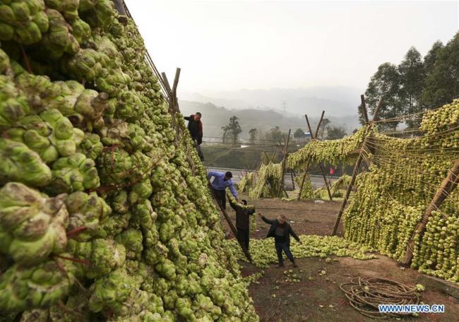 Aerial photo shows workers dehydrating stem mustard, the material for Fuling Pckle, by hanging them on racks in Fuling District of southwest China's Chongqing, Feb. 21, 2019.[Photo: Xinhua]