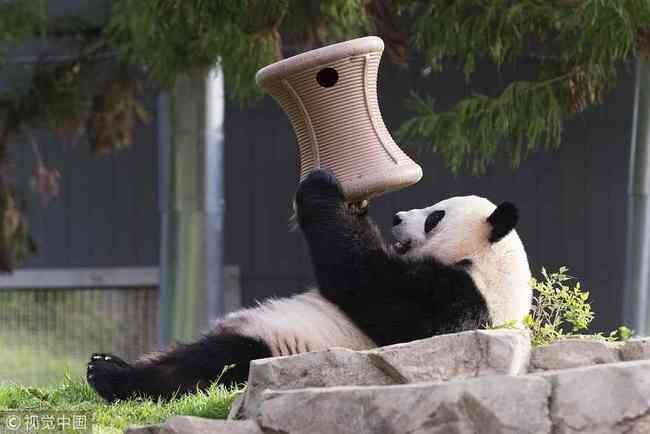 Giant panda Mei Xiang plays inside the Smithsonian's National Zoo in Washington, April 19, 2015. [File photo: VCG]