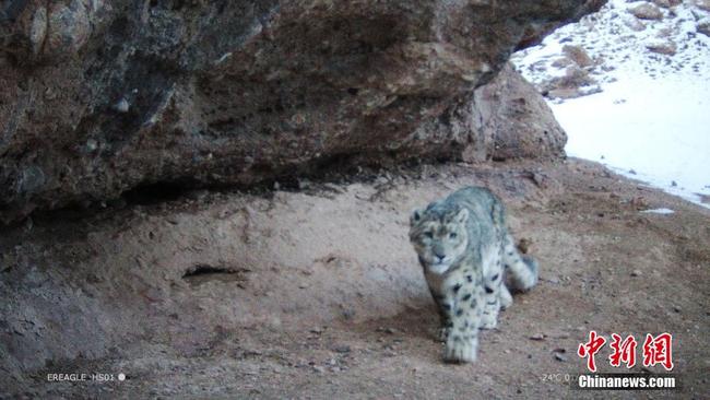 Undated picture shows a snow leopard in Qilian Mountain National Park in northwest China's Qinghai Province. [File Photo: Chinanews.com]