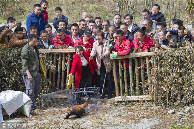 A lesser panda is released into the wild in the city of Dujiangyan, southwest China's Sichuan Province, March 29, 2019. [Photo: VCG]