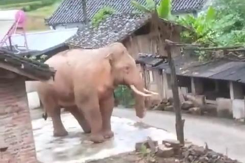 A wild elephant walk in a village in Puer, Yunnan Province. [File Photo: IC]