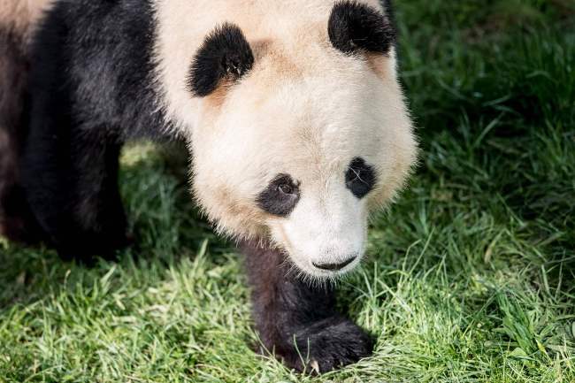 A picture taken on April 10, 2019 at Copenhagen's zoo shows the panda named Xing Er at an enclosure during the official presentation to the press of two pandas recently arrived from China. [Photo: Ritzau Scanpix via VCG/Mads Claus Rasmussen]