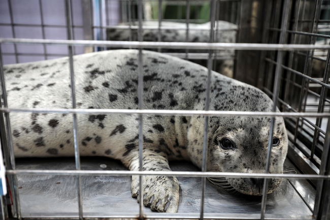 A spotted seal is ready to be released into the sea in Dalian, Liaoning Province, on April 11, 2019. [Photo: VCG]