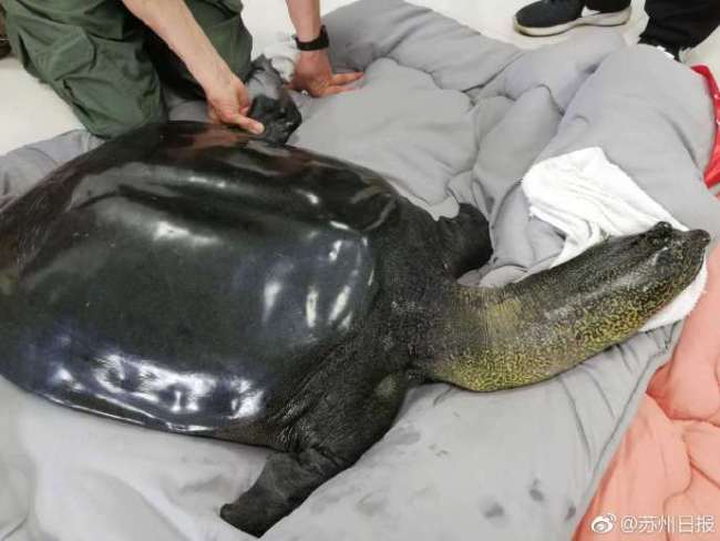 The number of speckled softshell turtles remaining has fallen to just three following the death of a female on Saturday, April 13, 2019 after an attempted artificial insemination. [Photo: Suzhou Daily Newspaper] 