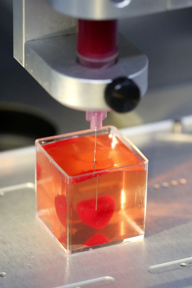 Photo taken on April 15, 2019 at the University of Tel Aviv shows a 3D print of heart with human tissue. [Photo: AFP/Jack Guez]