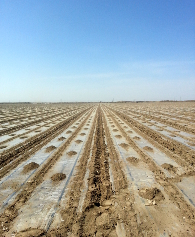 The irrigation pipeline in a cotton field in Shihezi City, Xinjiang. [Photo provided by Xinjiang Tianye Water Saving Irrigation Systems]