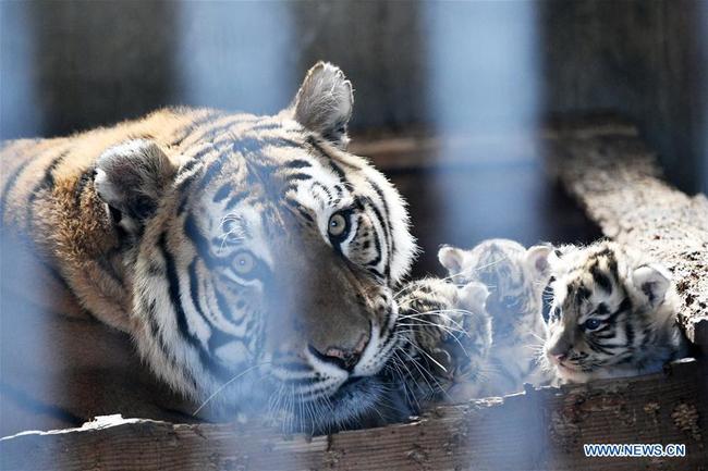 A tiger and her babies are seen at the Hengdaohezi Siberian tiger park in Hailin City, northeast China's Heilongjiang Province, April 19, 2019. [Photo: Xinhua/Wang Jianwei]