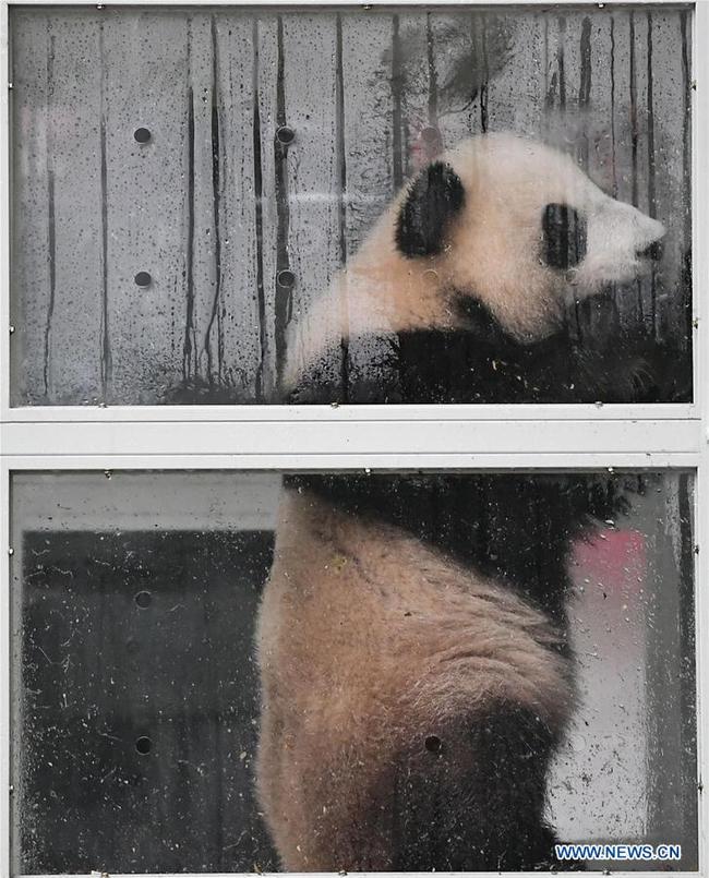 Ding Ding, the female panda born in 2017, is seen in a transport cage at the Bifengxia base of the China Conservation and Research Center for the Giant Panda in Ya'an, southwest China's Sichuan Province, April 29, 2019. Chinese researchers held a send-off ceremony for a pair of giant pandas who are to depart for Moscow on Monday for a 15-year collaborative research. Ru Yi, the male panda born in 2016, and Ding Ding, the female panda born in 2017, are scheduled to board a flight at 1:45 p.m. in Chengdu and arrive in Moscow at 10:00 p.m. Beijing Time the same day, the panda research base in southwest China's Sichuan Province said. [Photo: Xinhua]