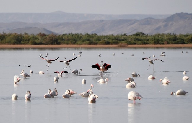 Flamingos fly over a salt lake between the cities of Merzouga and Ouzina in Morocco, on April 29, 2019. [Photo: AFP]