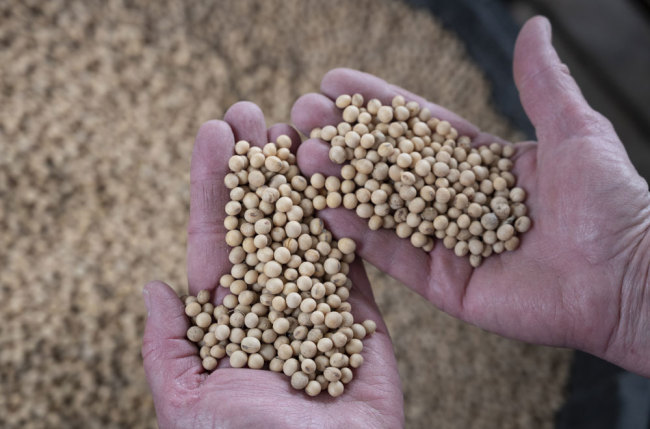 A farmer holds soybean from the 2018 harvest, on May 5, 2019, at her farm in Scribber, Nebraska. Among the top 15 US states exporting to China, many have been hit hard by China's retaliatory tariffs on soy, pork or in the aviation sector. [Photo: AFP/Johannes Eisele] 