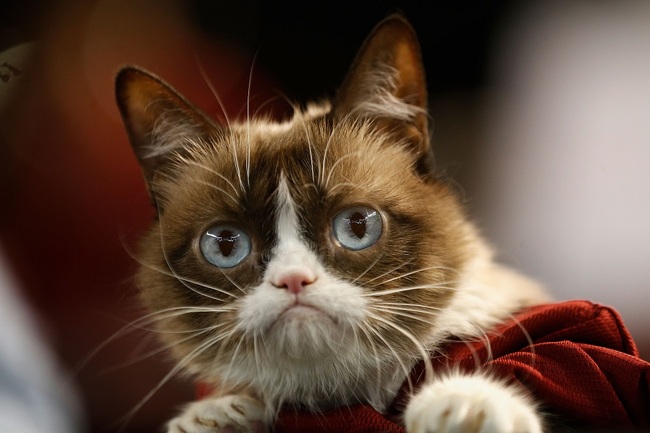 In this file photo taken on September 7, 2015, Grumpy Cat attends the MLB game between the Arizona Diamondbacks and the San Francisco Giants at Chase Field in Phoenix, Arizona. [File Photo: AFP]