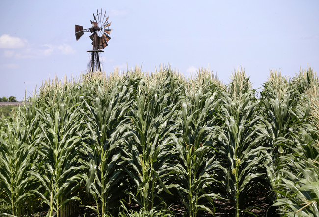 Corn grows in front of an old windmill in Pacific Junction, Iowa, July 11, 2018. [File photo: IC]