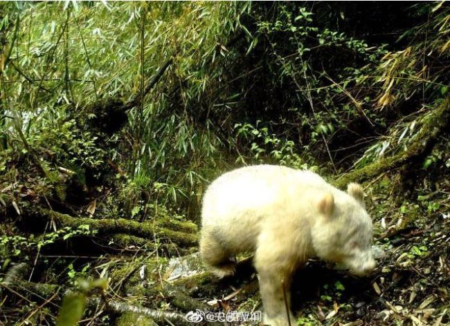 A rare all-white panda captured on cameras in the Wolong National Nature Reserve in Sichuan Province [Photo: CCTV]