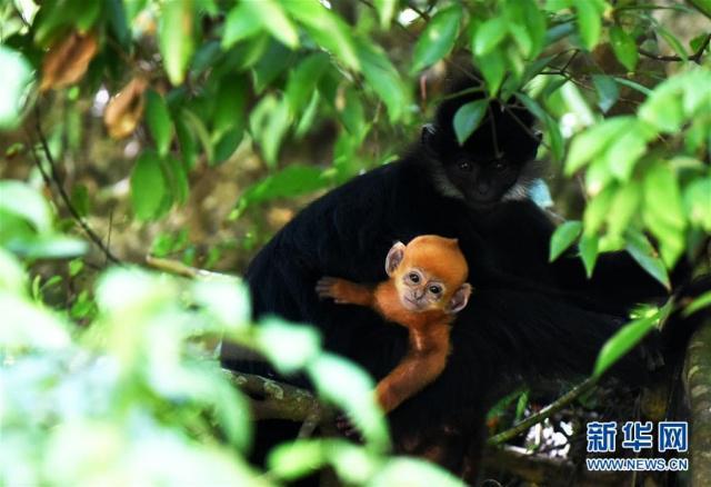 Photo taken on June 4, 2019 shows an adult Francois' leaf monkey and a baby monkey in the Mayanghe National Nature Reserve in Guizhou Province. [Photo: Xinhua]