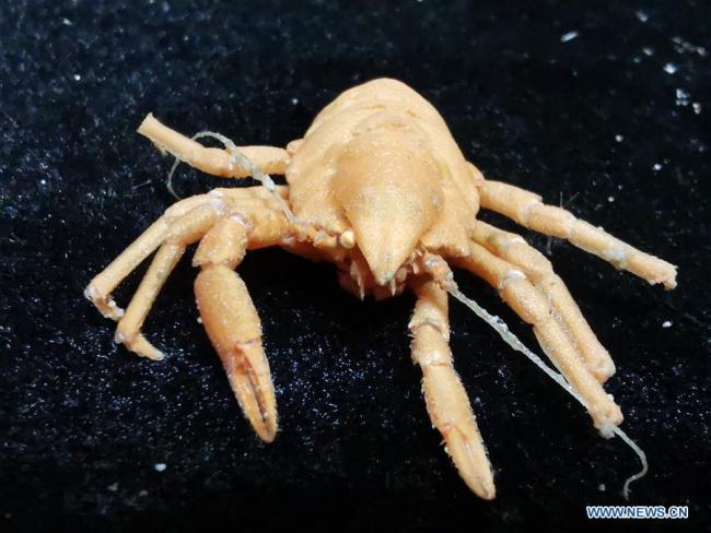 Photo taken on May 30, 2019 shows the squat lobster collected by Discovery, a remote operated vehicle (ROV) aboard China's research vessel KEXUE (Science), in western Pacific Ocean in a recent dive. [Photo: Xinhua/Zhang Xudong]