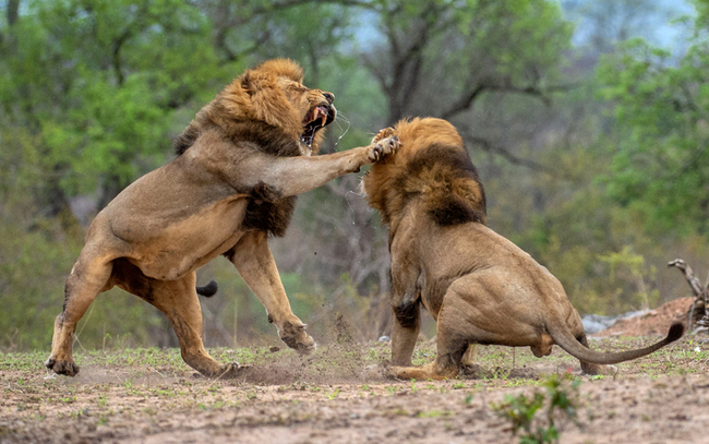 Two lions at a game reserve in South Africa. [File Photo: IC]