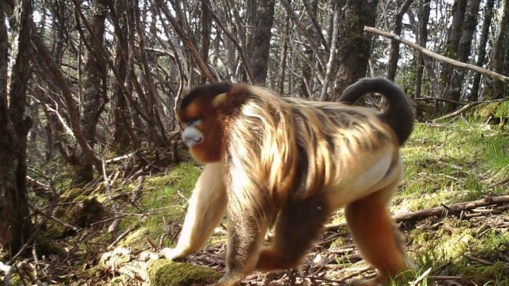 Rare animals spotted in Sichuan nature reserve - China Plus