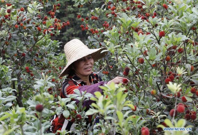 广西、贵州的杨梅熟了 Chinese bayberries enter harvest season in China's Guangxi, Guizhou