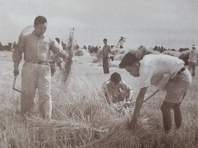 Xi Zhongxun cutting wheat with other party cadres and local residents in Beijing in June 1960. [Photo: CCTV]