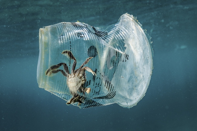 A handout photo made available by Greenpeace shows a crab stuck in plastic in Verde Island Passage, Batangas City, Philippines, March 7, 2019 (issued 12 March 2019).[File Photo: IC]