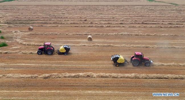 Aerial photo taken on June 17, 2019 shows farmers collecting wheat straw with agricultural machinery in the field of Cheng'anpu Village in Xinle City, north China's Hebei Province.[Photo: Xinhua]