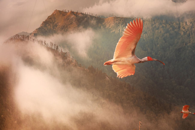 The exhibition in Osaka, Japan on Wednesday, June 26, 2019, that commemorates the joint efforts made by China, South Korea, and Japan to save the crested ibis from extinction. [Photo by Tu Yun/China Plus]