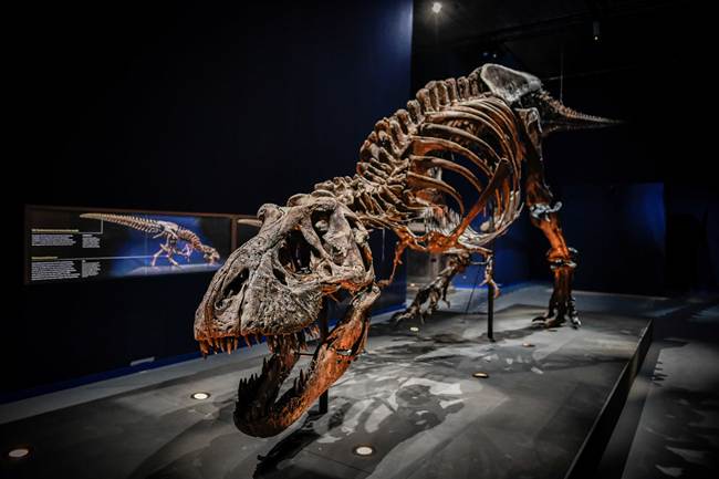 A picture taken on June 1, 2018 shows a skeleton of a dinosaur displayed at the French National Museum of Natural History in Paris. [Photo: AFP]