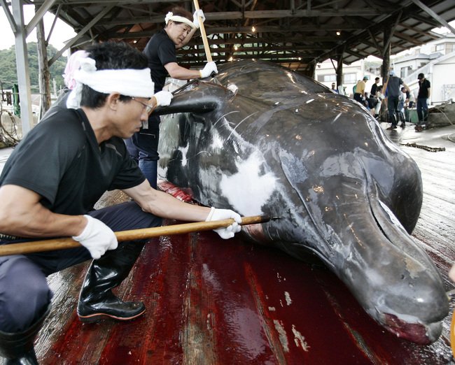 Fishermen slaughter a 10m-long bottlenose whale at the Wada port in Minami-Boso, Chiba prefecture, east of Tokyo, 21 June 2007 as the embargo of coastal whaling was lifted 20 June. [File Photo: AFP/YOSHIKAZU TSUNO]