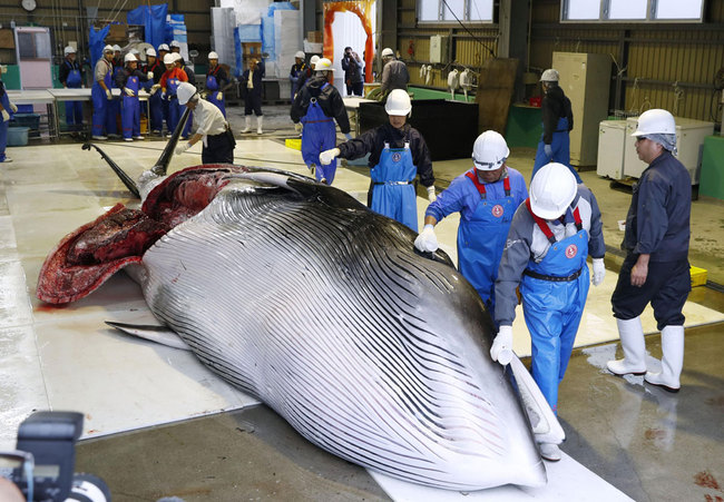 A minke whale is about to be dissected after it was unloaded from a Japanese fishing boat at Kushiro port in Hokkaido, northern Japan, on July 1, 2019.[Photo: IC]