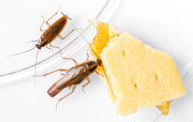 Two German cockroaches eating a piece of biscuit [Photo: IC]