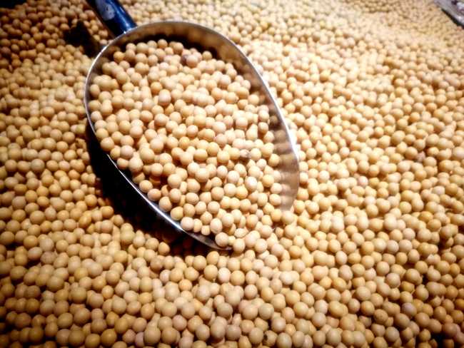 Soybeans [File photo: IC]