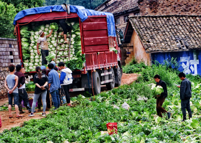 Farmers in Bijie, southwest China’s Guizhou Province load cabbages on a truck on July 7, 2019. Cabbage raising has become a pillar industry here and helps local farmers get rid of poverty. [Photo: IC]