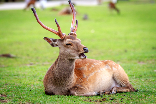 A deer in Japan’s Nara Park. [File photo: IC]