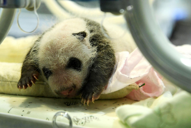 A newborn panda cub stays in an incubator, July 16, 2019. [Photo: VCG]