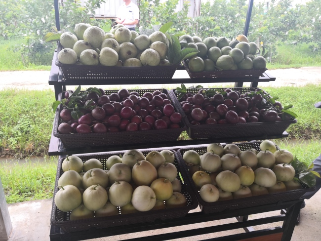 Fruits produced at the Haina Agricultural Base. [Photo: China Plus]