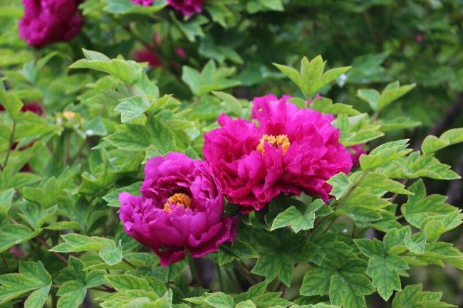 Photo shows peonies at a garden in Beijing. [Photo: China Plus]