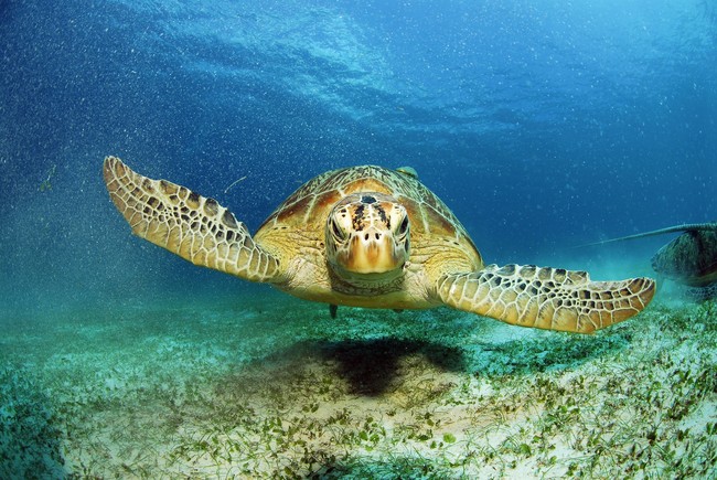 A sea turtle.[File Photo: IC]