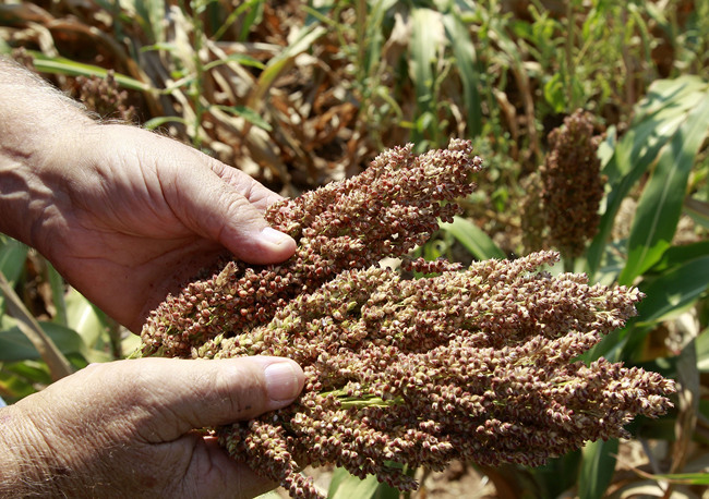 An American farmer holds the heads of milo sorghum plants on his farm in Waukomis, Okla, U.S., August 15, 2012. [File Photo: IC]