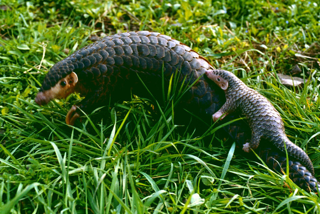 Two Chinese pangolins. [File Photo: IC]