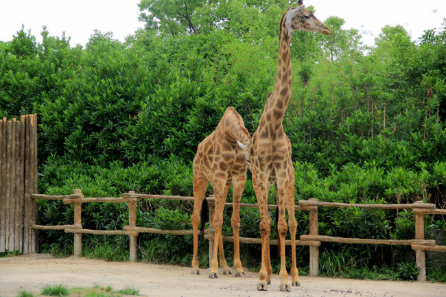 Two giraffes at Shanghai Wild Animal Park. [File photo: IC]