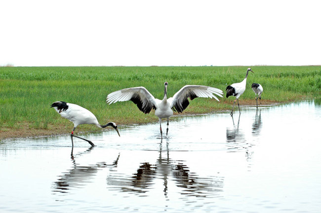 Red-crowned cranes in the Zhalong National Nature Reserve in Heilongjiang Province [File photo: IC]